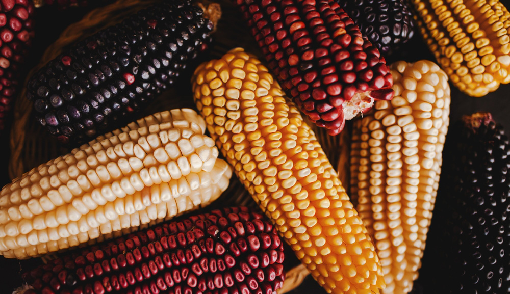 El derecho a la alimentación y la protección del maíz en México