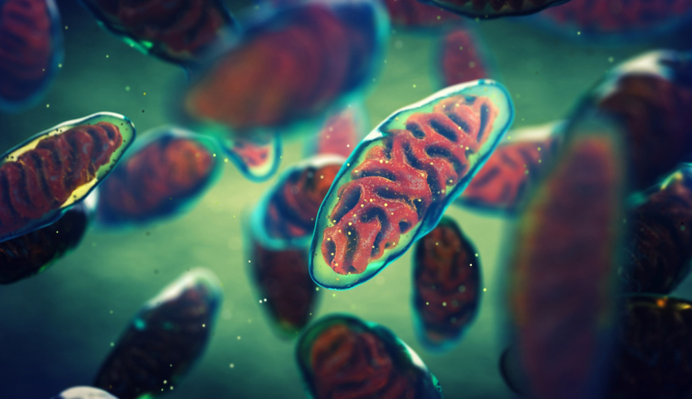 Embriones de tres progenitores, un reto ético y legal para México