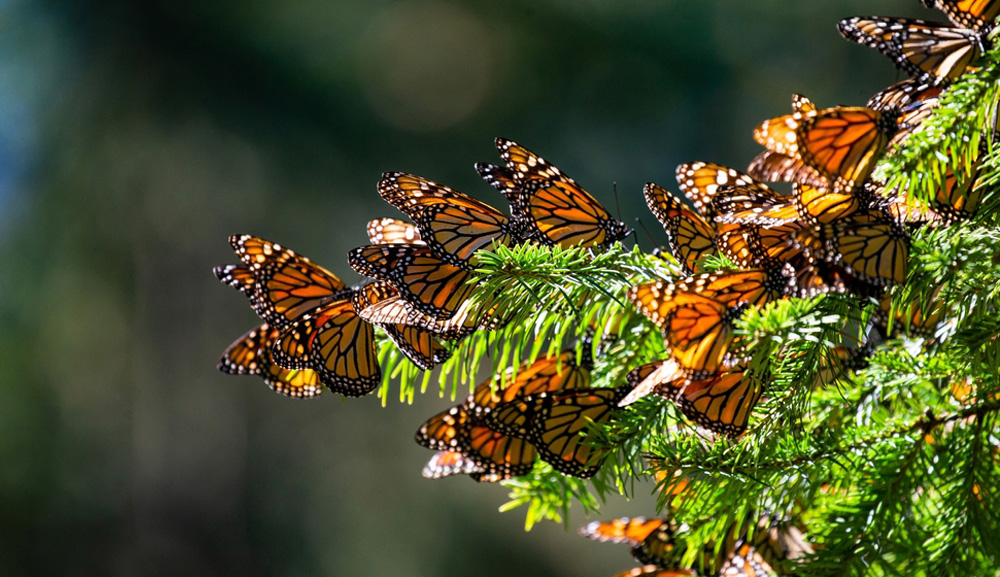 Patrimonios con Historia: La magia de las mariposas monarca