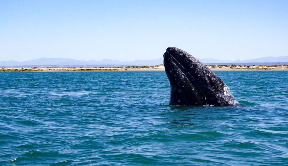 Patrimonios con Historia: Santuario de Ballenas El Vizcaíno