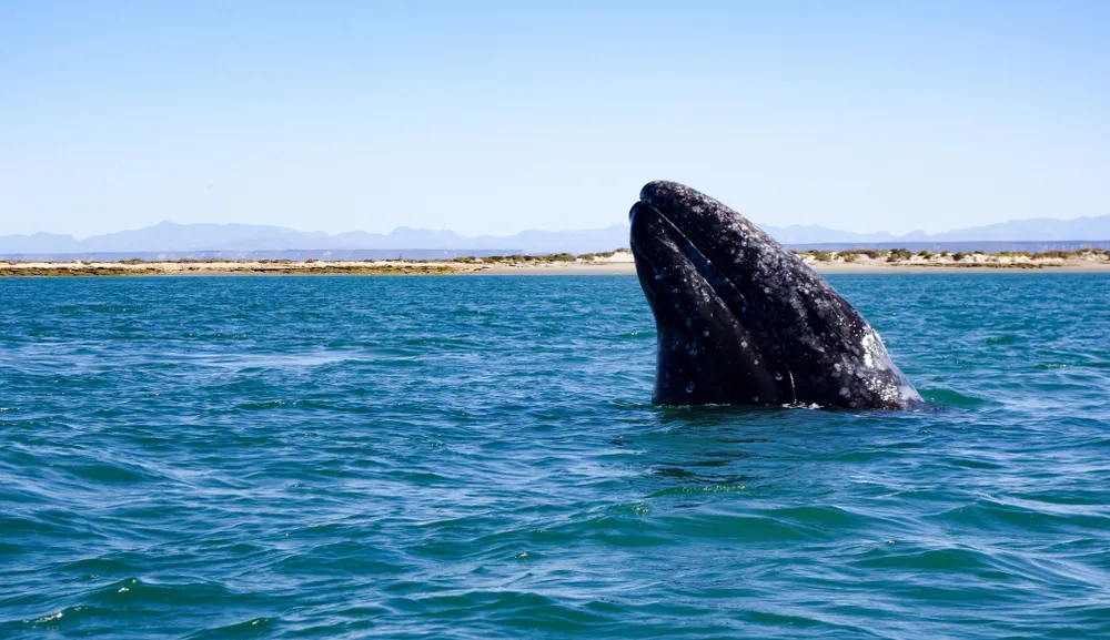 Patrimonios con Historia: Santuario de Ballenas El Vizcaíno